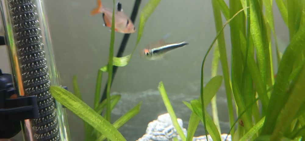 Продаю аквариумных рыбок