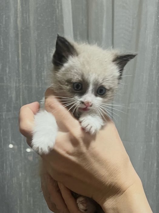 Котята красивые мальчик с голубыми глазами