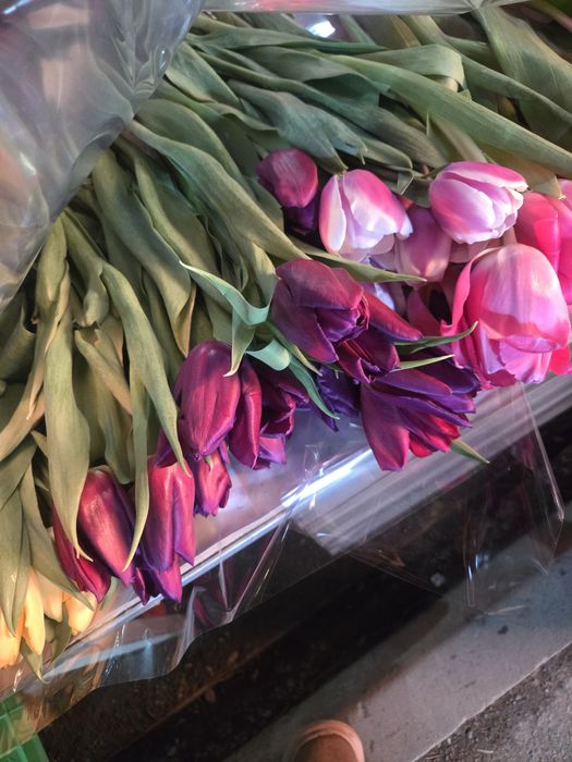 Тюльпаны продам срочно