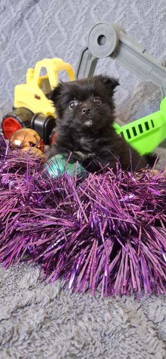 Щенки на новый год