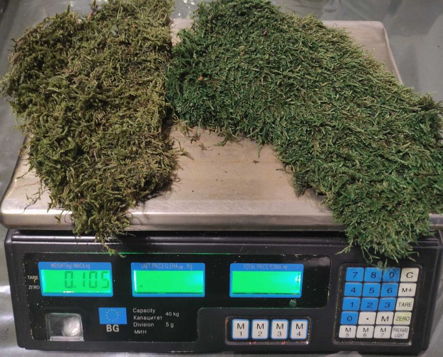 Промоция - декоративен плосък стабилизиран скандинавски естествен мъх.