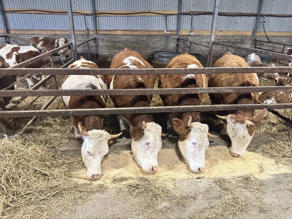 Vitele Baltate Romanesti