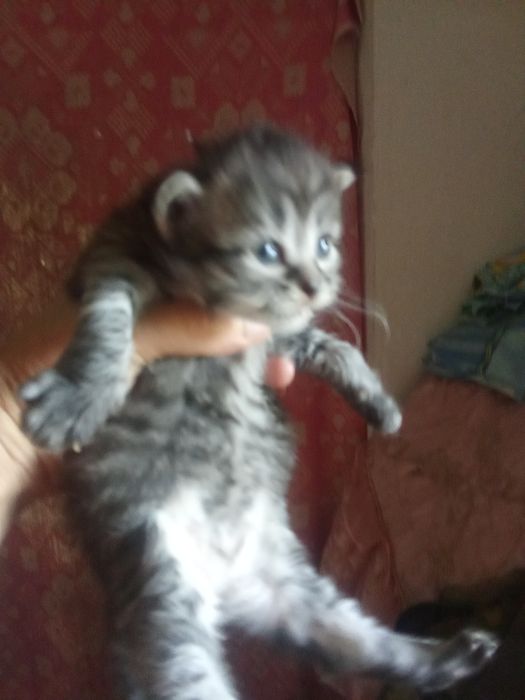 Котята Скотиш Фолд