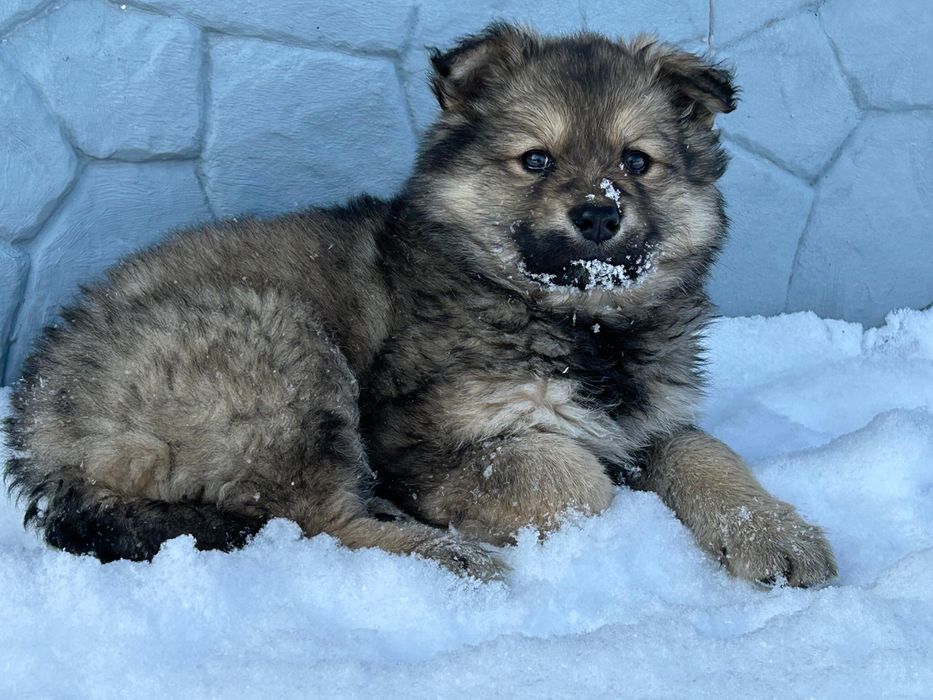 Отдам щенка овчарки в добрые руки