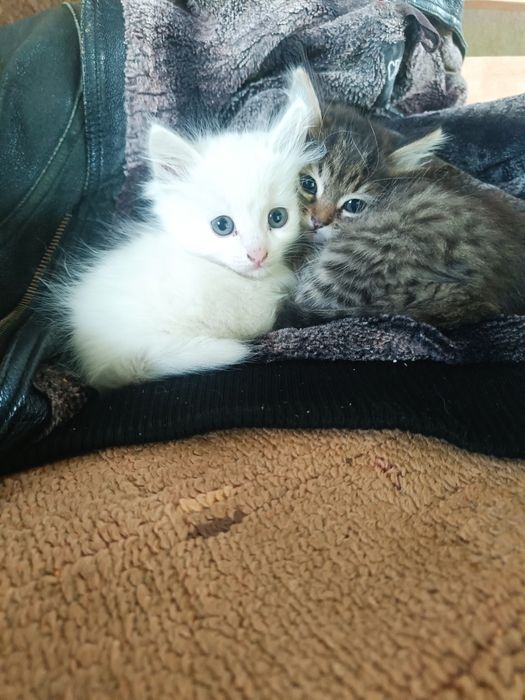 Пристроим котят в добрые руки!