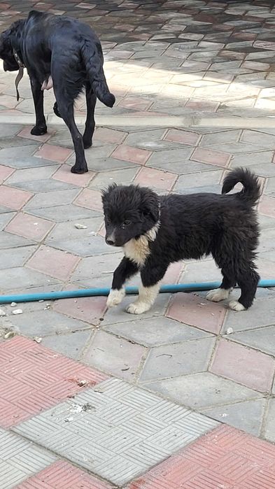 Щенята от черного лабрадора