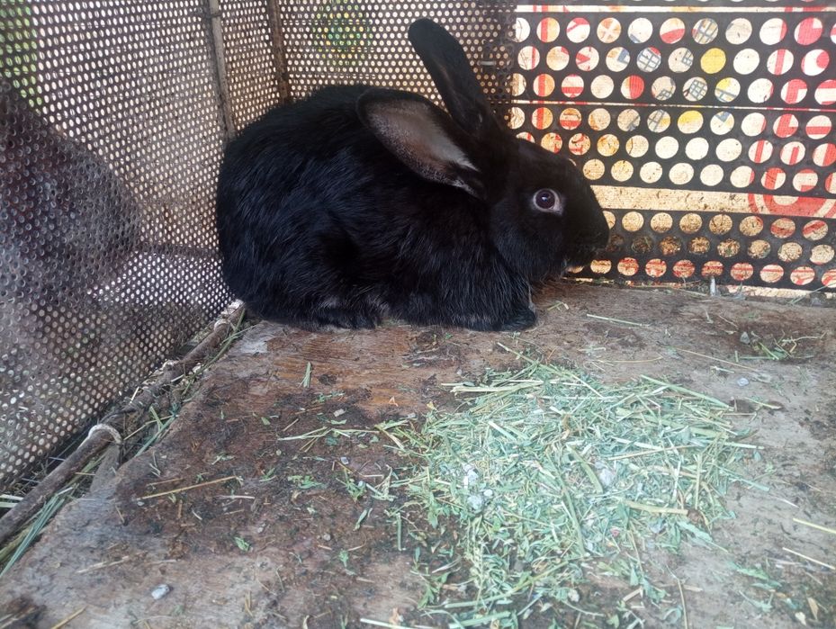 Қойан қойан қойан