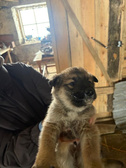 Отдам в добрые руки