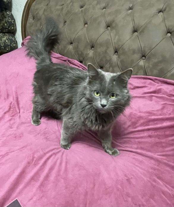 NEBELUNG  mmushug