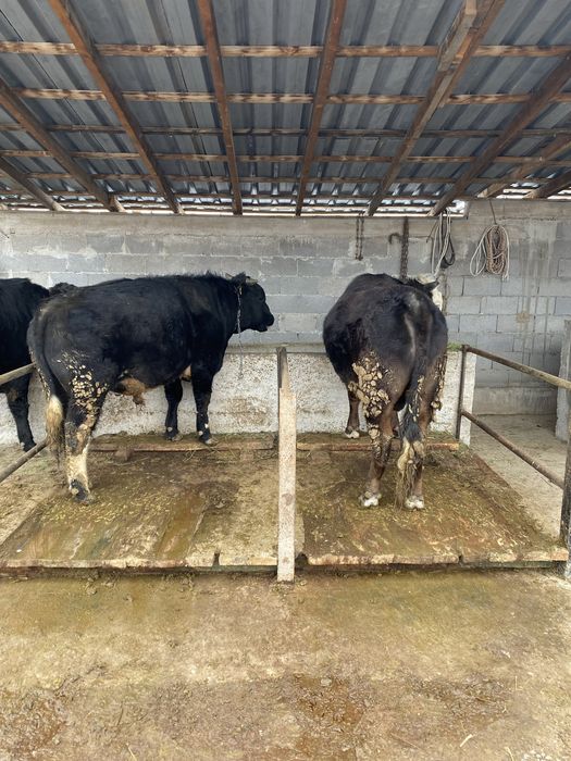 Продам бычков с откорма