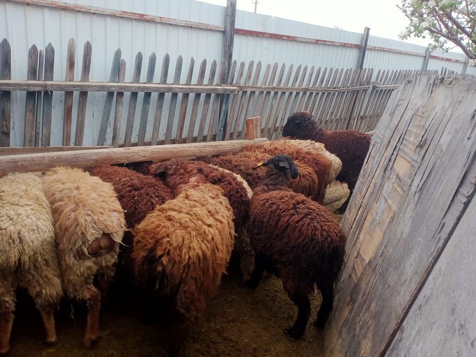 Семіз қой сатылады