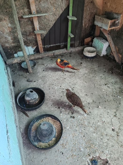 Fazani auriu pe roșu