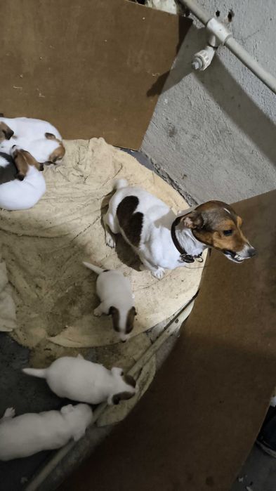 Продавам Джак Ръселчета