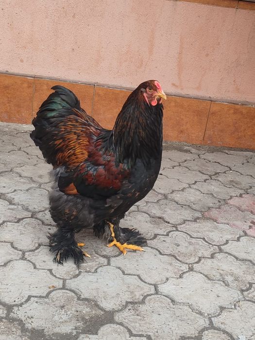 Cocoși Brahma 10 luni