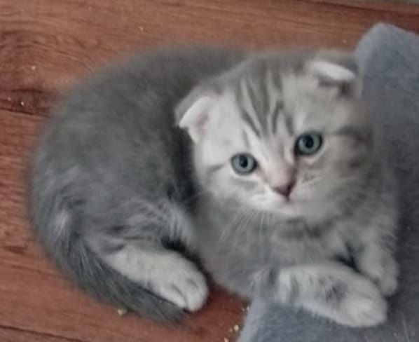 Продаю котят, Шотландских
