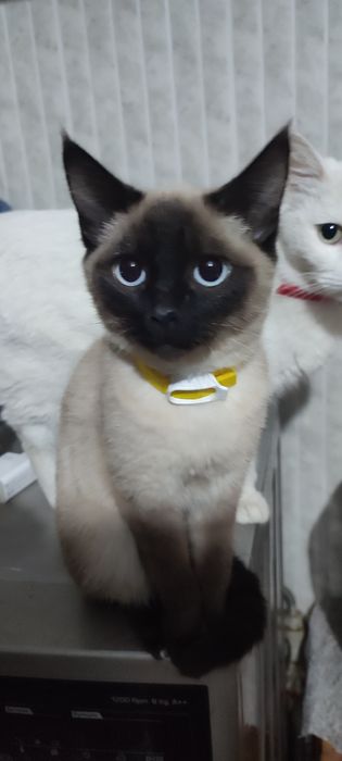 Отдам в хорошие руки