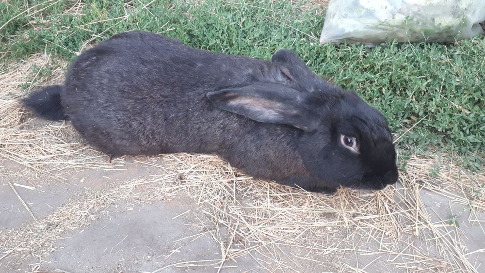 Продам  кроликов