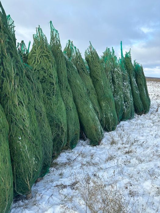 Жывие новогодние елки.