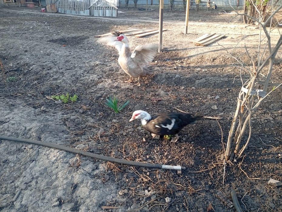 Продам гусей и утки