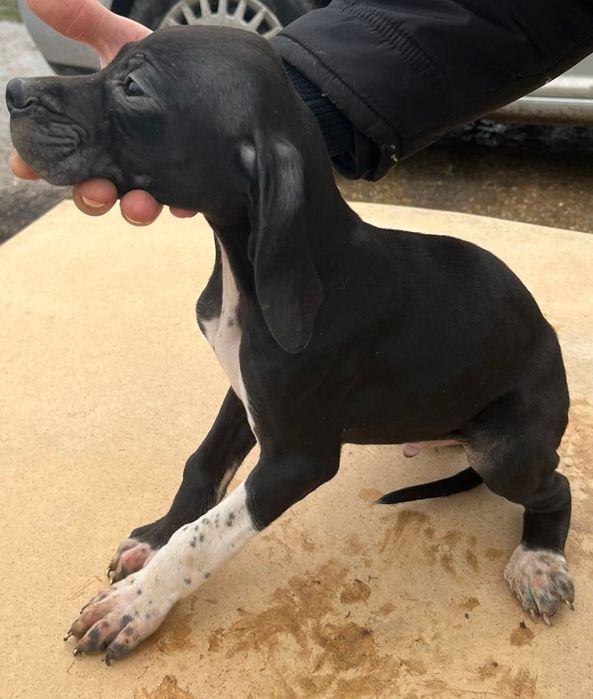 Английски пойнтер/ поинтер / пойнтерчета