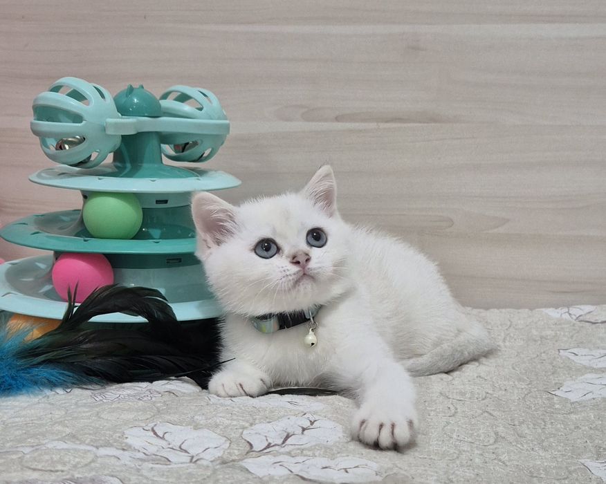 Серебристые шиншиллы