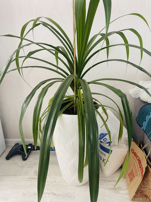 Продам большой комантный цветок