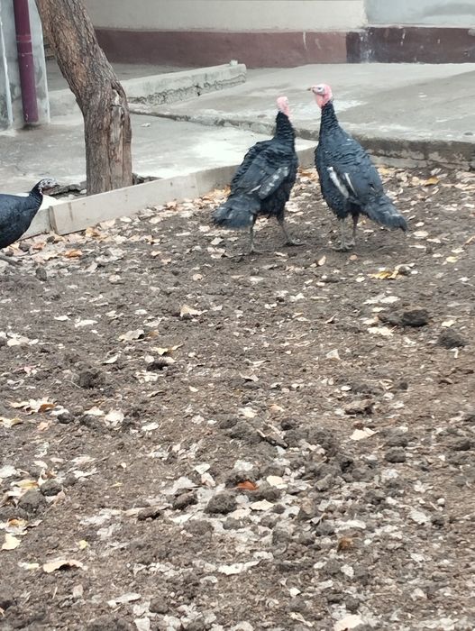 Kurka sotiladi damashniy