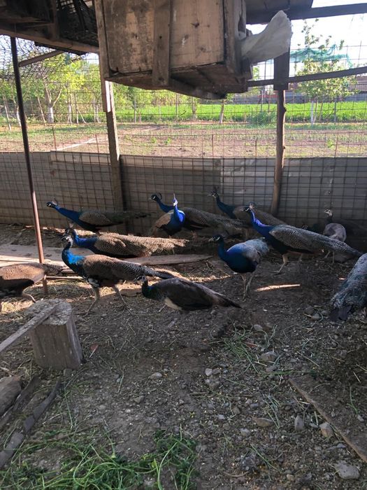 Vand pauni standard , 400 de lei bucata!!