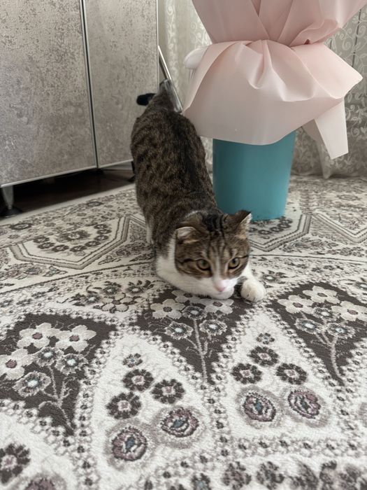 Отдам в добрые руки котенка