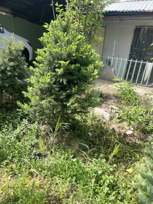 Kok archa (голубой ёлка)