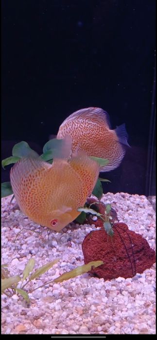 Diskus akvarium baligʻi