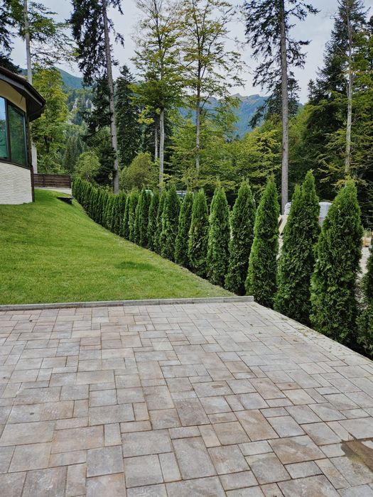 Tuia smaragd toate dimensiunile