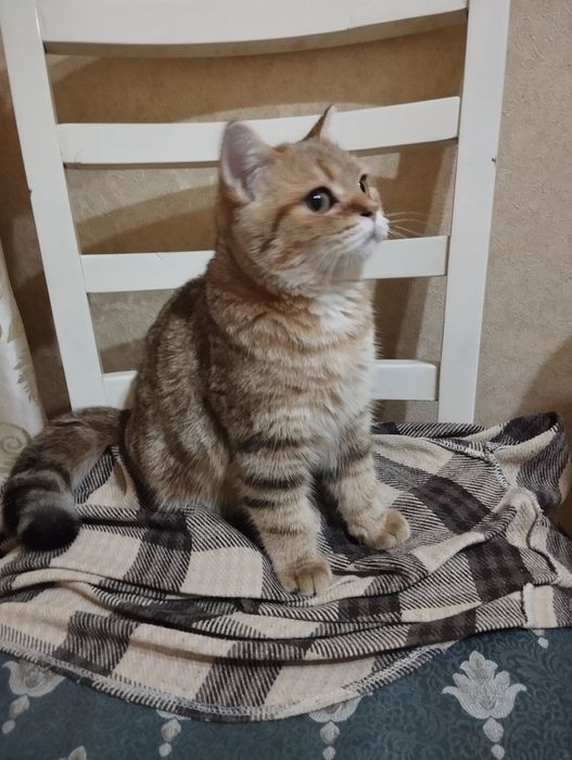 Продается котенок