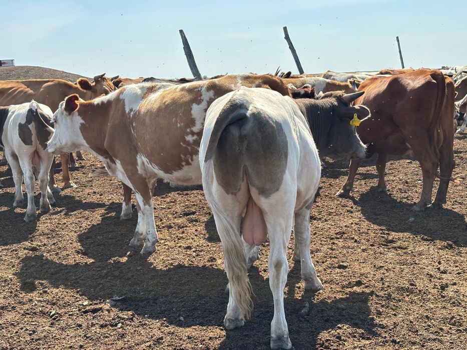 Бычок полторашка