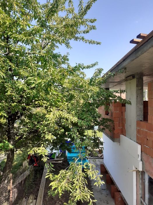 Рязане на опасни дървета