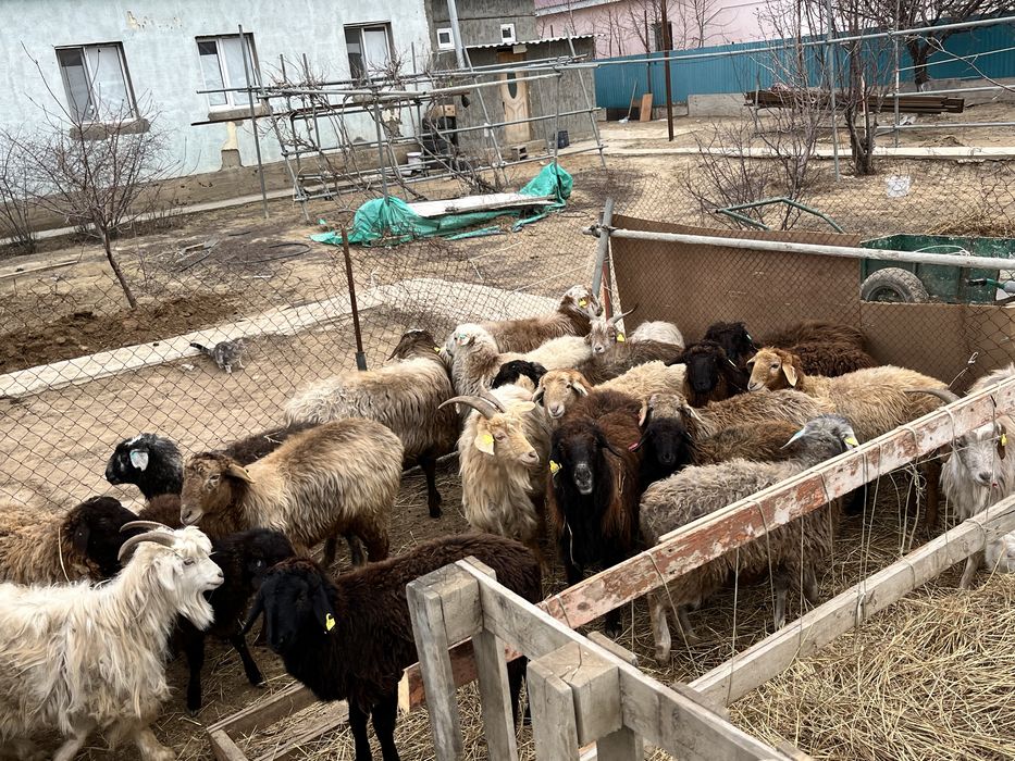 Қой тоқтя ешкілер бар сатылымда