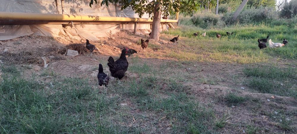 Qora tovuqlar sotiladi ko‘k tuxum qo‘yadigani bor yoshi bir yarim yosh