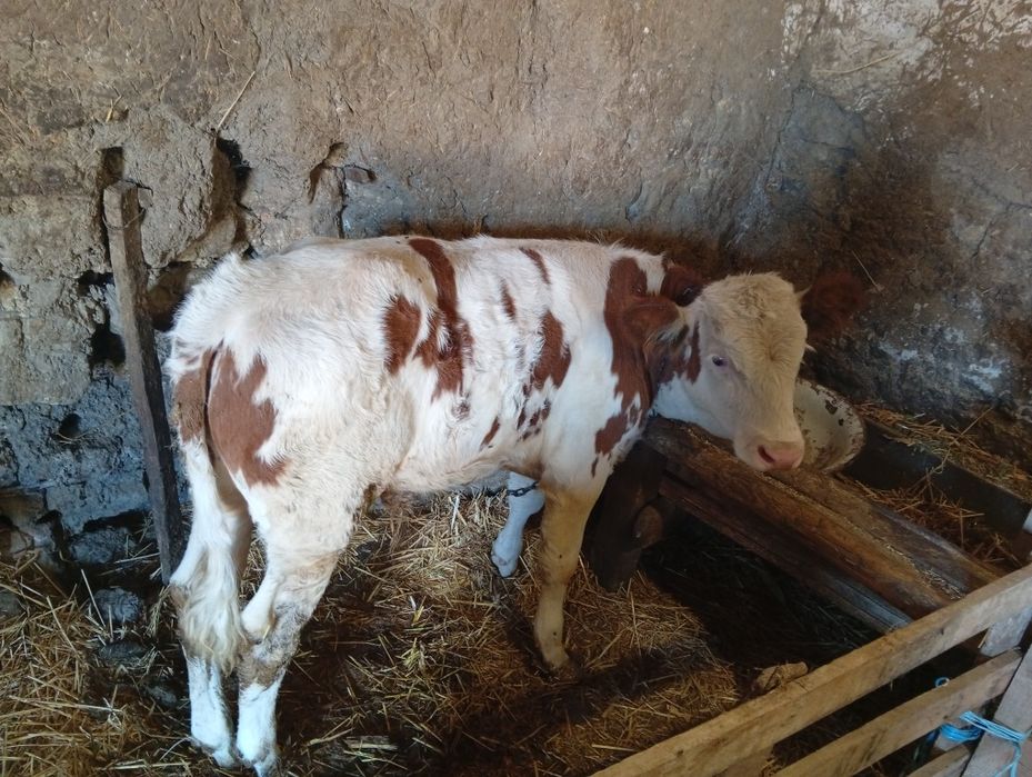 Vând vițel bălțat