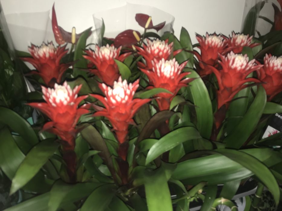 Комнатные цветы