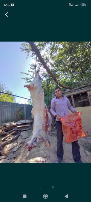 Кой Бараны Кой Кои баран