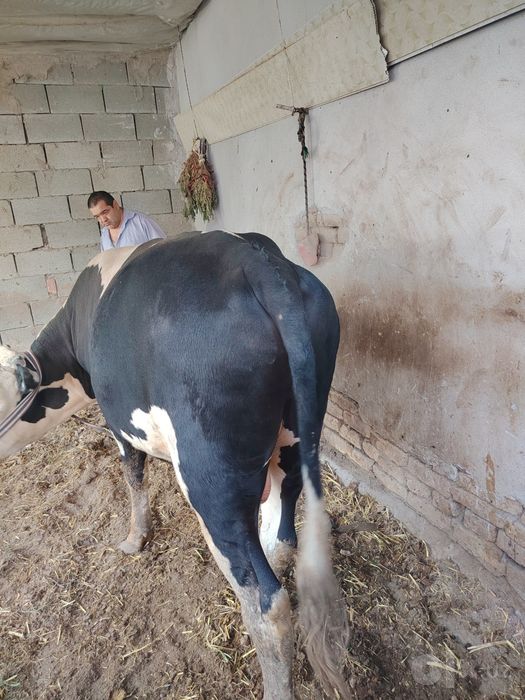 Hokiz 28 mln kelishiladi