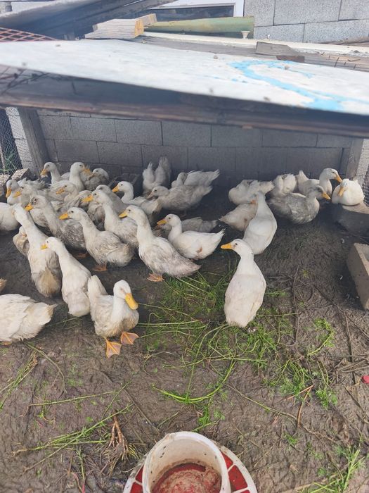 Продам мясных утят