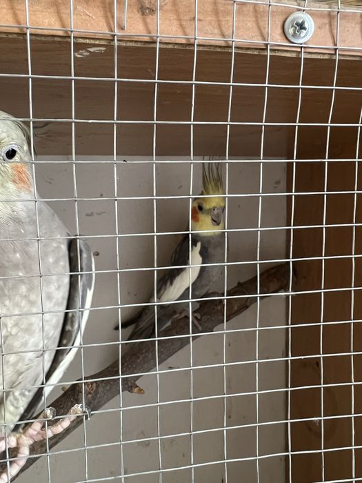 Чиройли Корелла попугай