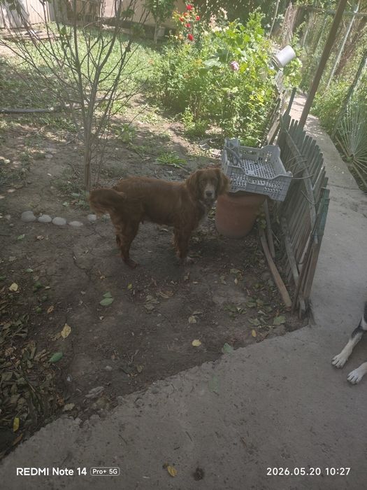 Продам собаку  коккерспаниэль