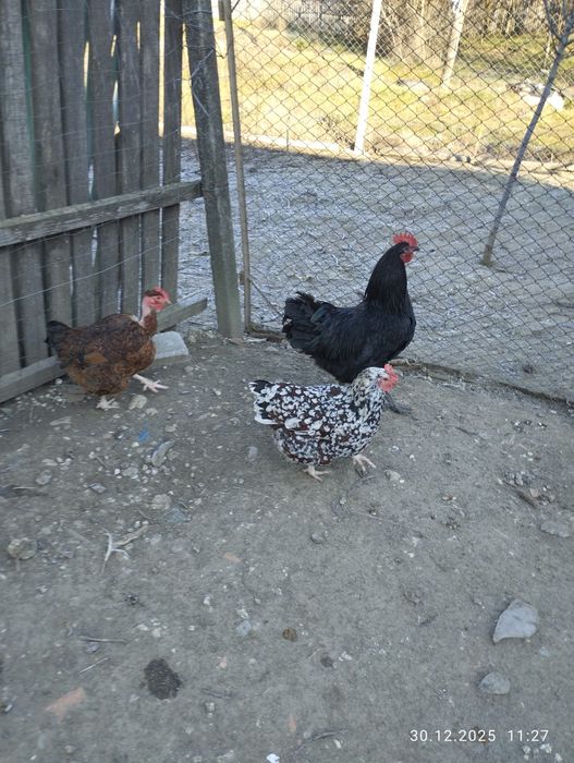 Găini Susex portelan