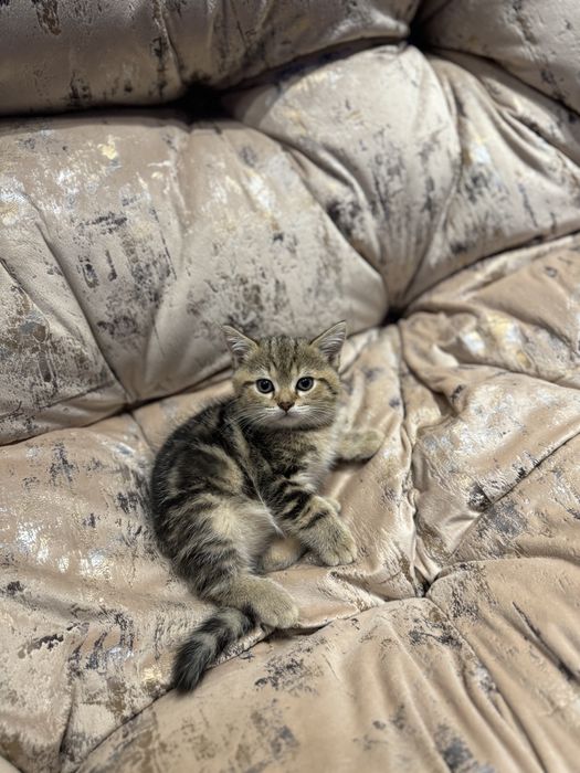 Mushiklar onasi британский  otasi шотландский