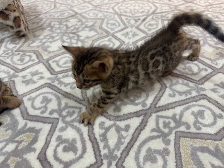 Продаются бенгальские котята