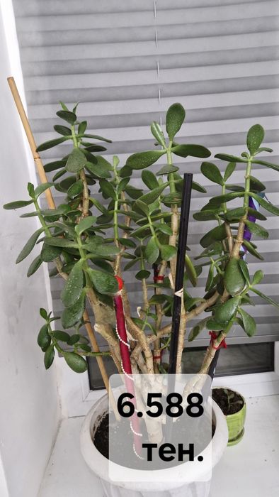 Денежное дерево.