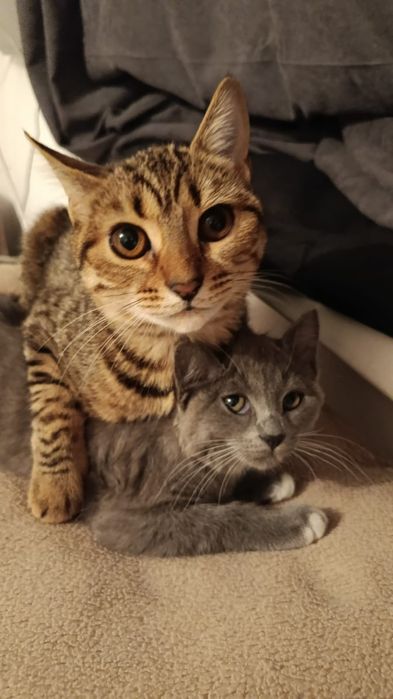 Отдам котёнка бесплатно