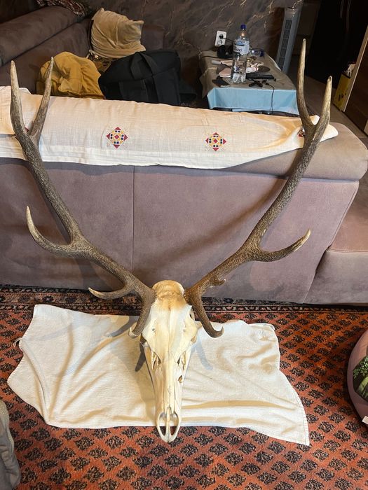 Trofeu Cerb Carpatin – Craniu cu Coarne